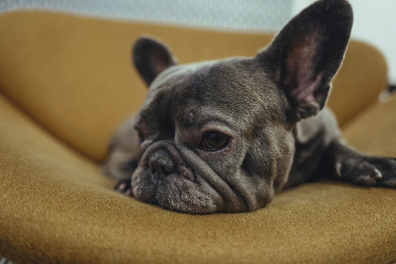 a dog laying down on a couch looking sad