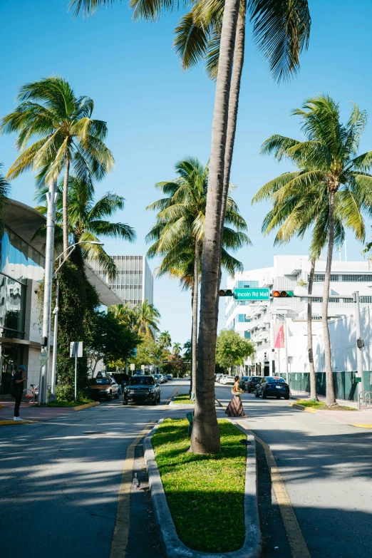 palm trees are growing on the side of a street