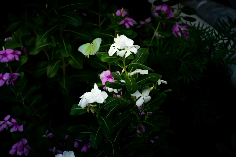 a group of small white and pink flowers