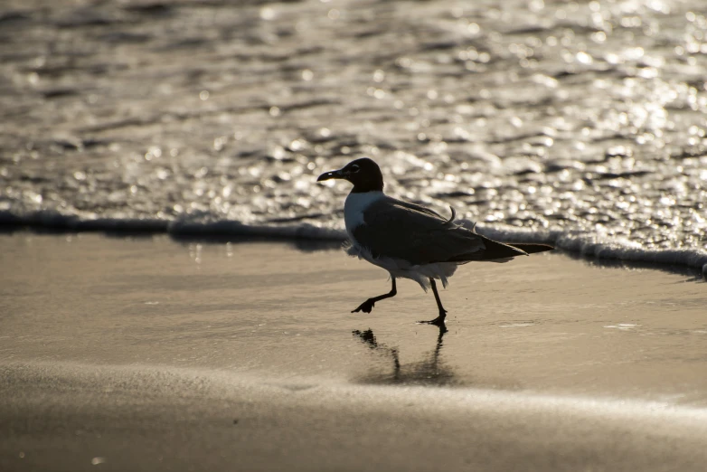 a bird that is walking on a beach