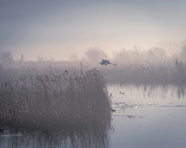 a large bird flies above some water surrounded by reeds