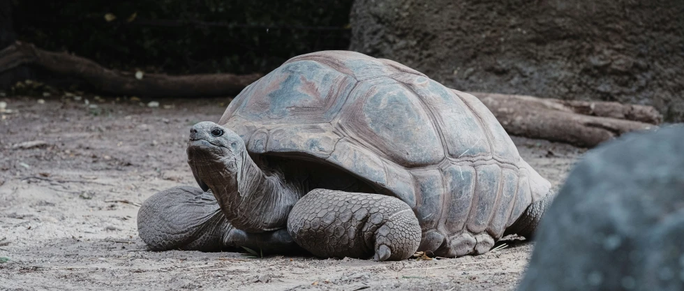 a large tortoise walking on a dirt field next to some logs