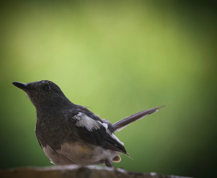 a small bird with very long wings is standing on a rock