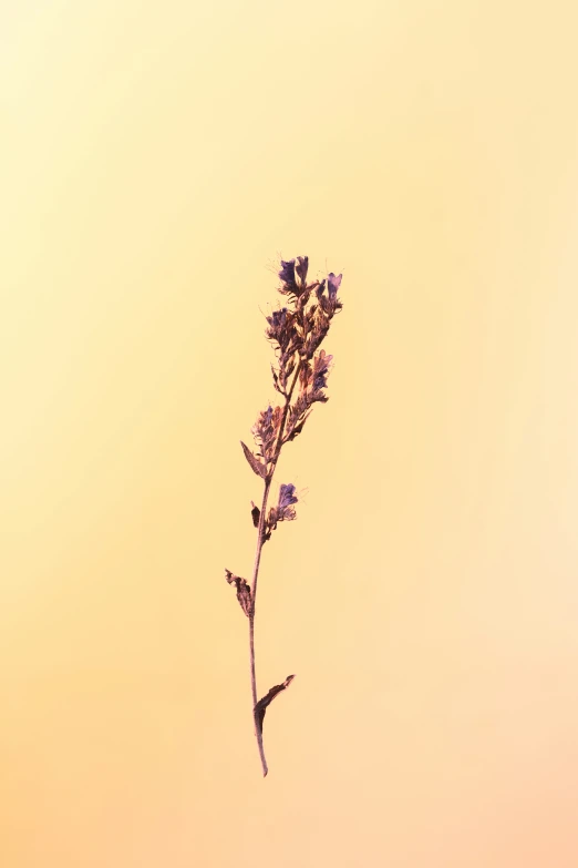 a plant with purple flowers sticking out of it