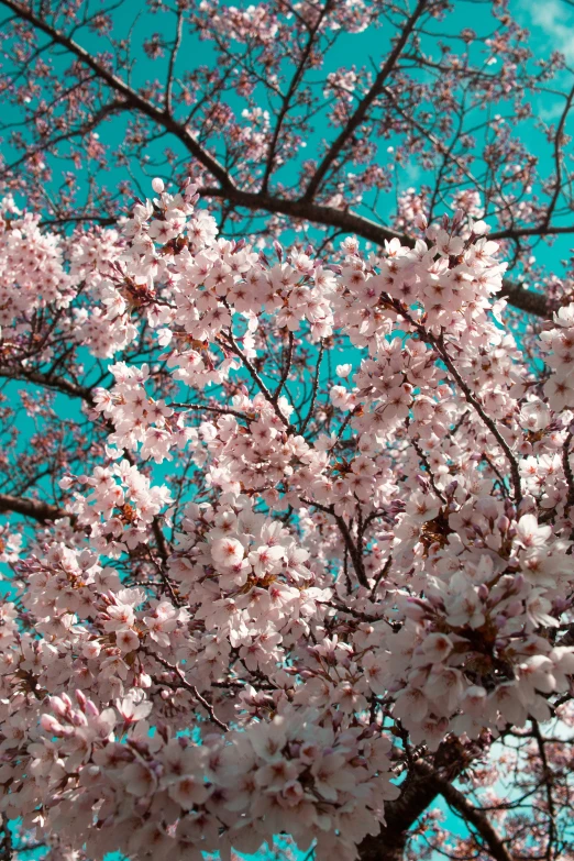 a tree full of flowers with a blue sky in the background