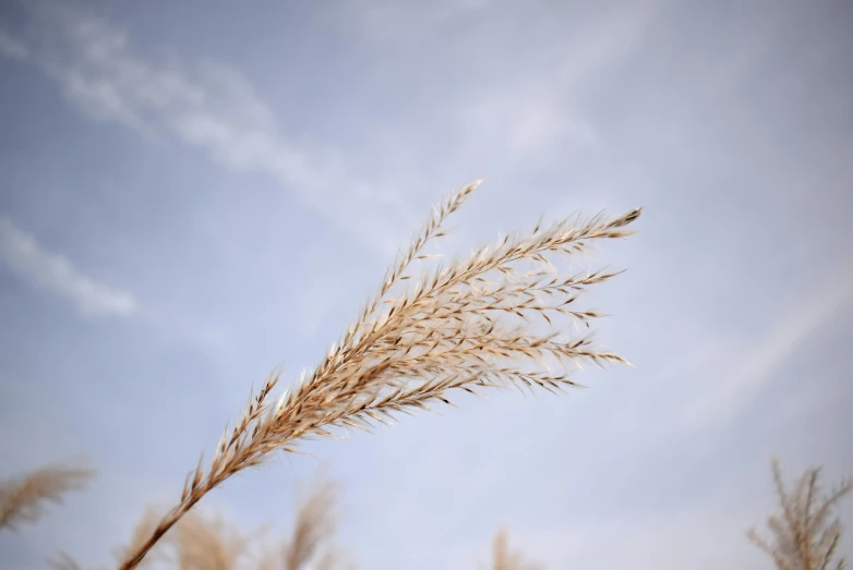 there is an image of dried grass in the field