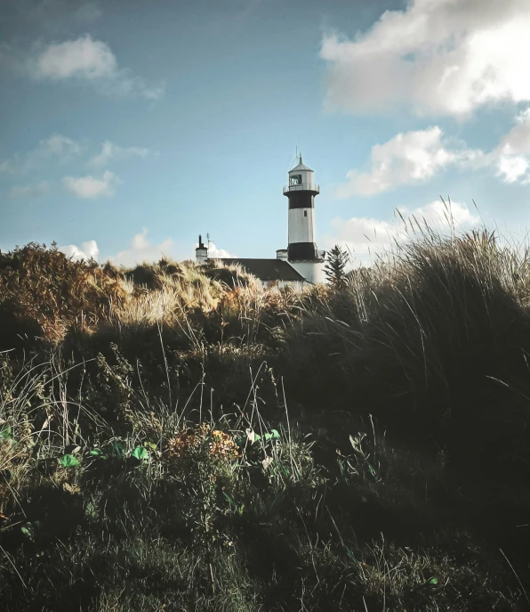 some bushes grass trees and a light house