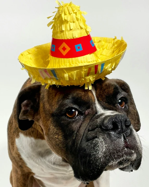 a boxer dog with a straw hat on his head