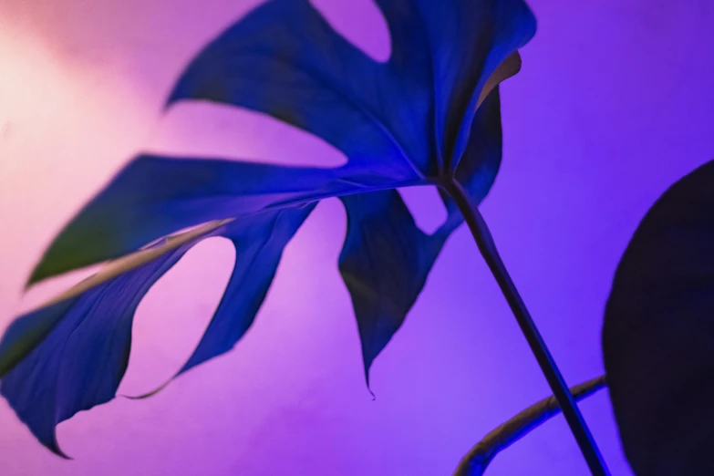 a close - up of a large leaf on a stem with blue light and white lighting