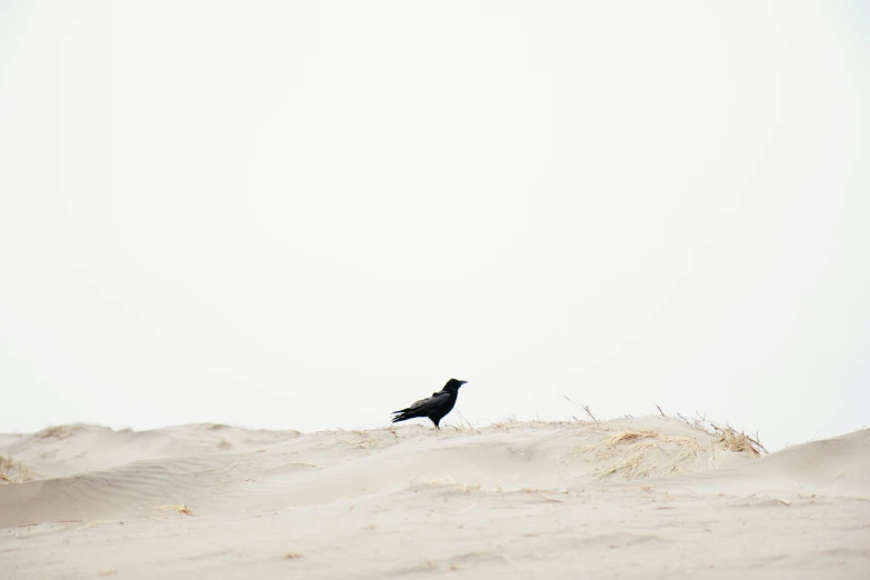 a black bird is sitting on top of a beach sand dune