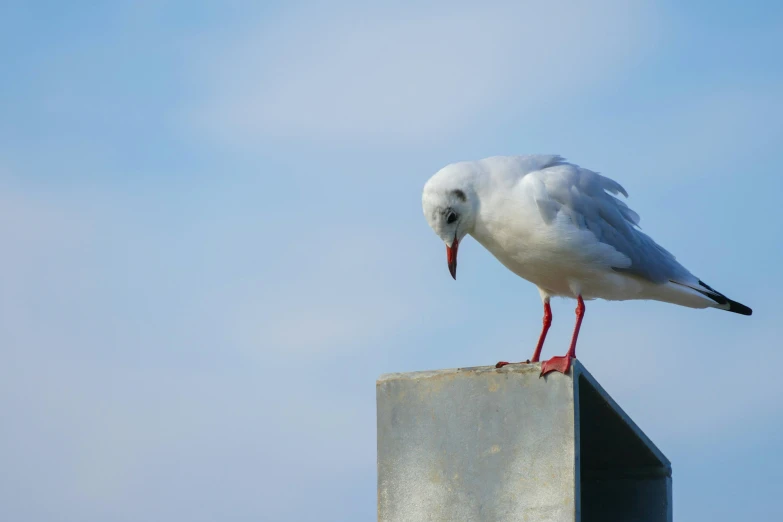 the seagull is standing on the end of the buoy