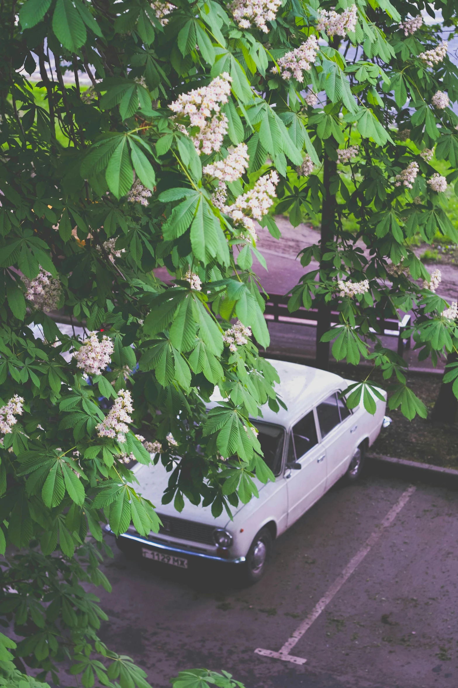 a white car parked in a parking lot next to trees