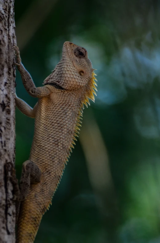 a lizard standing on a tree trunk