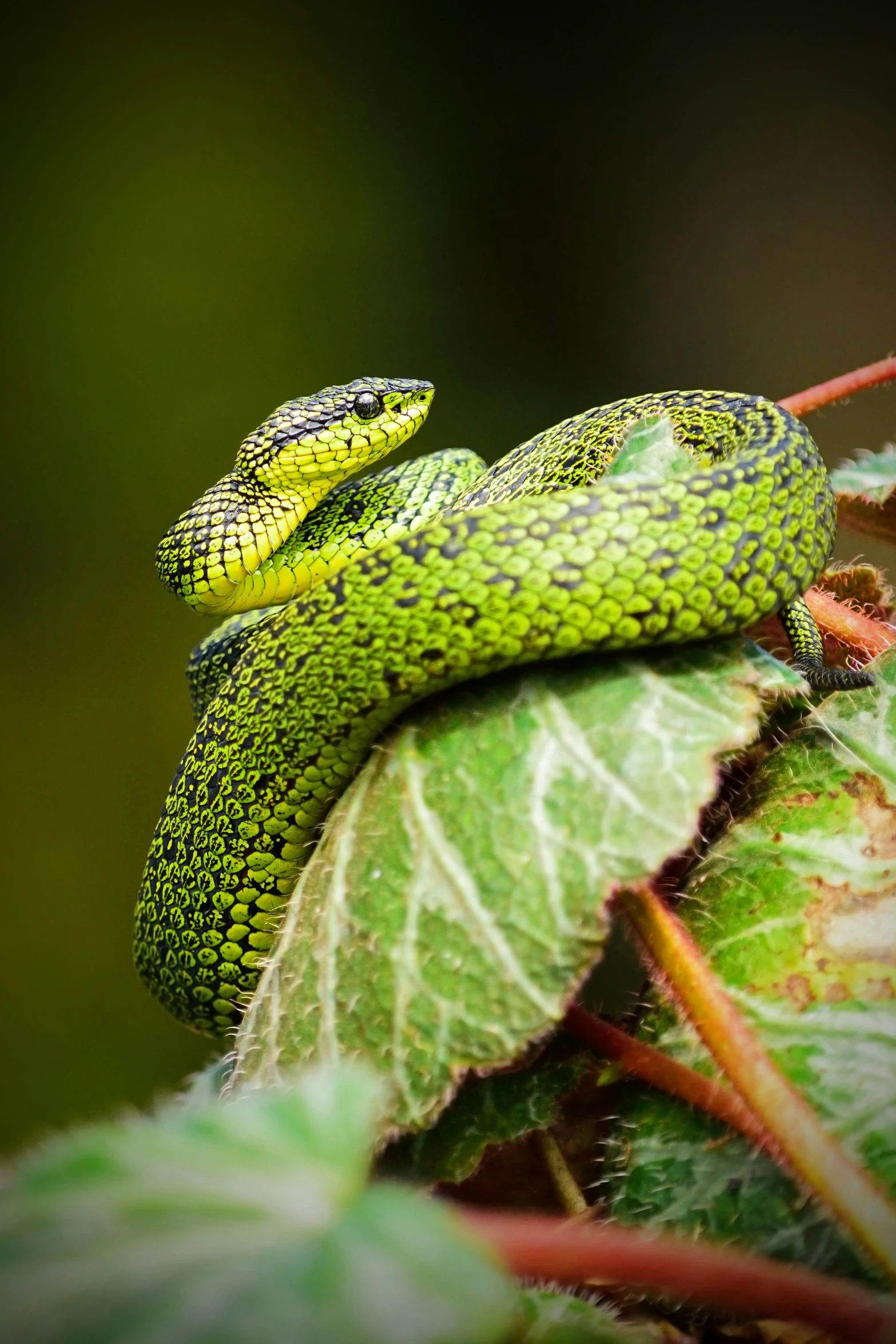 a small green snake sitting on a leaf