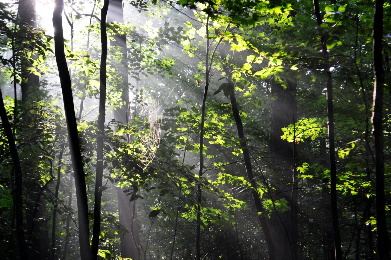 sun beams shining through some trees into the forest