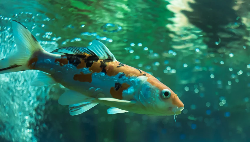 the fish swims by its tank while it is submerged in the water