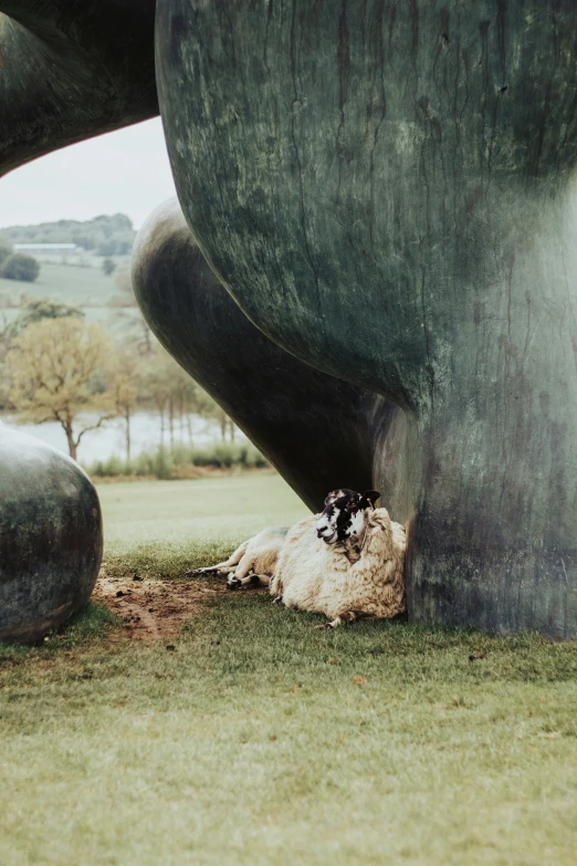 sheep lying on the grass in a field next to a statue