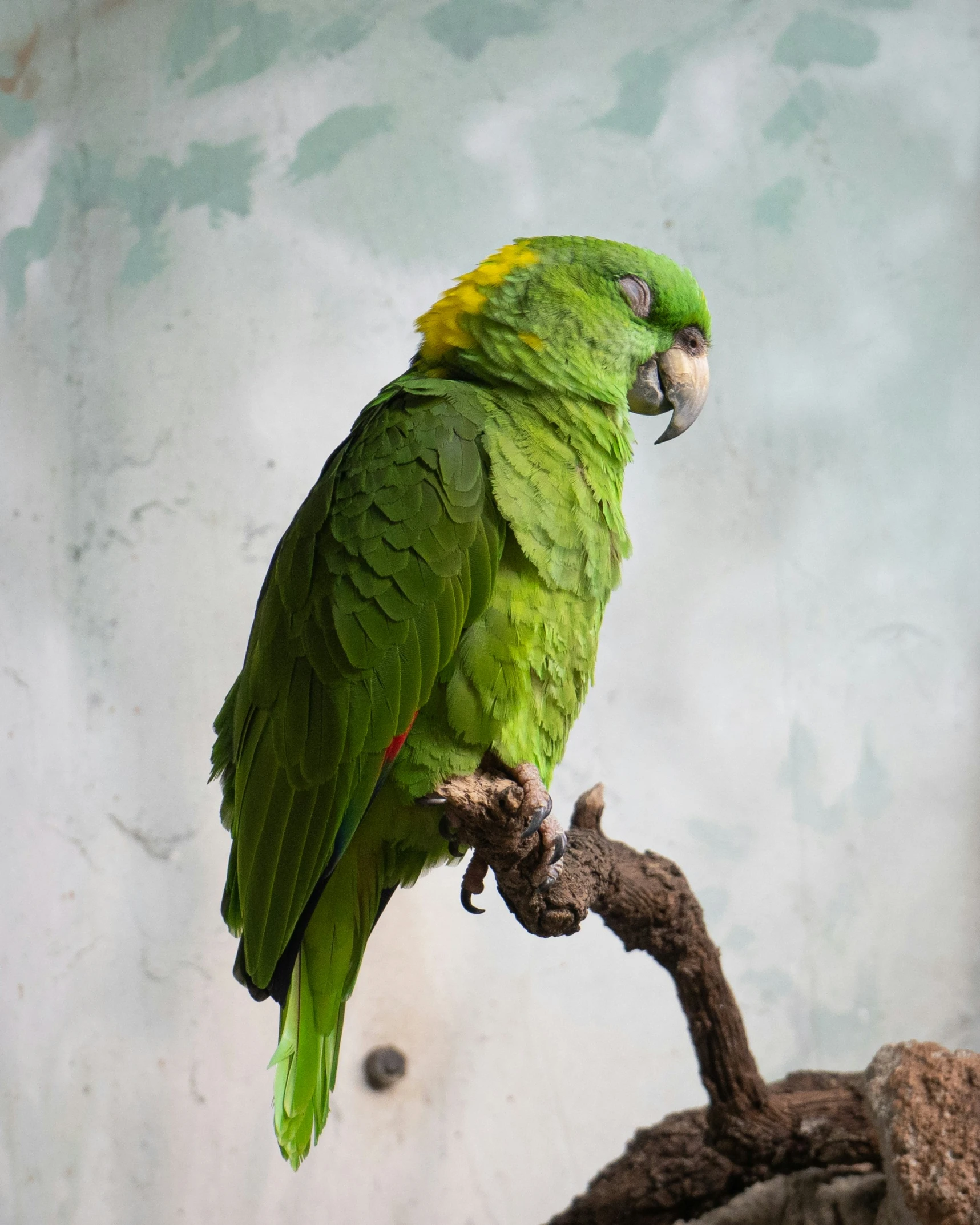 a green parrot with bright yellow wings sits on a nch