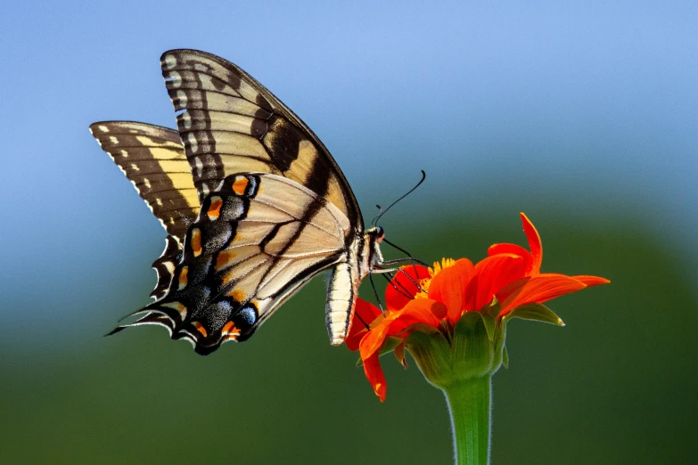 a erfly sitting on top of a bright orange flower