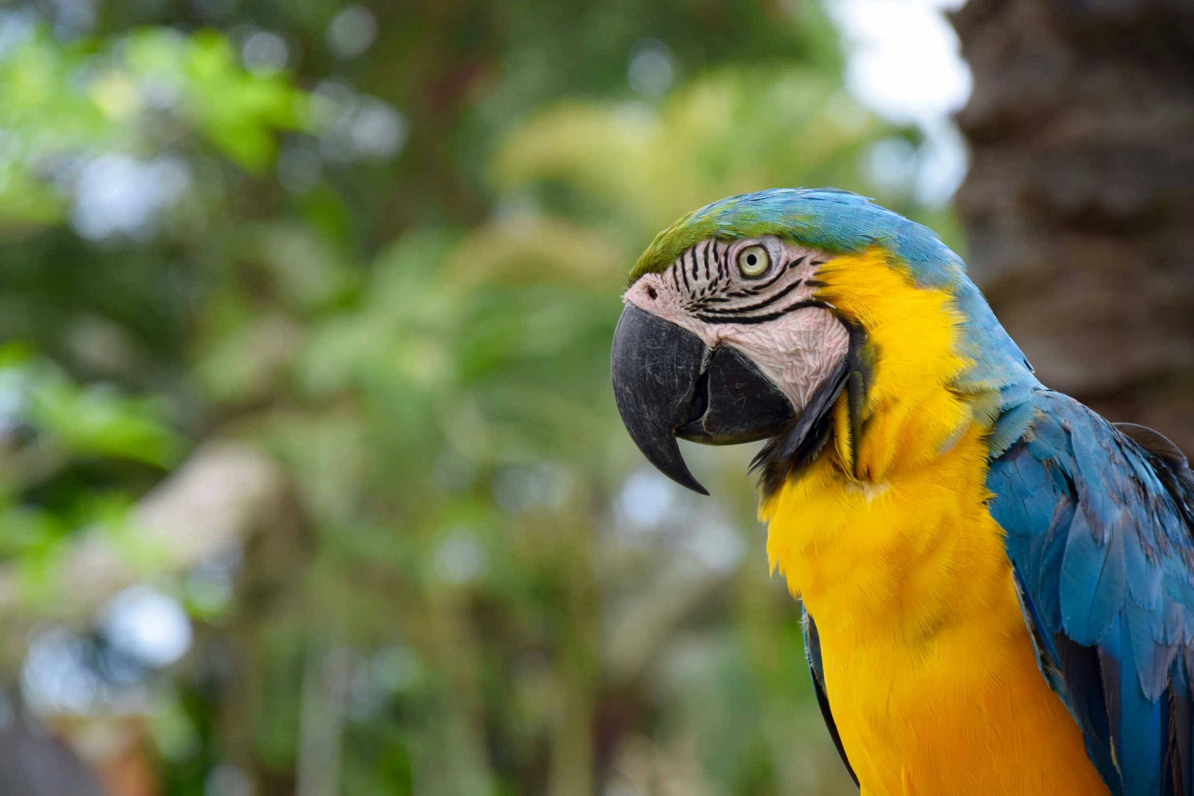 a blue and yellow parrot standing next to a palm tree