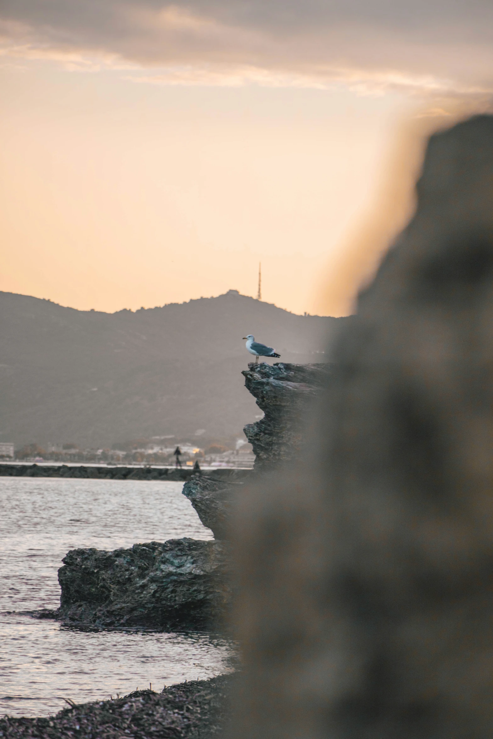 the birds are standing on rocks near the water