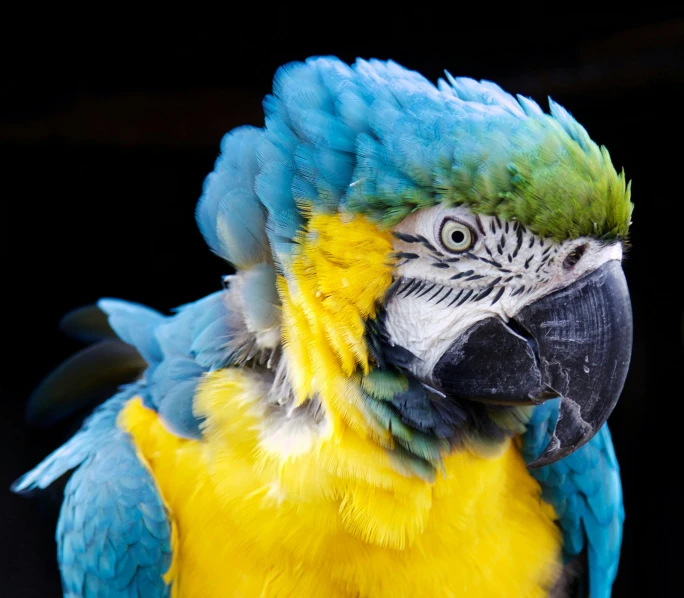 this colorful parrot is looking straight ahead