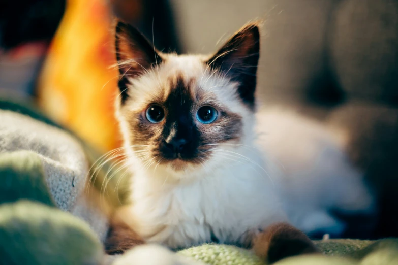 a cat laying on top of a blanket looking at the camera