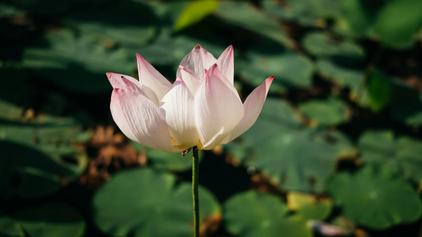 two pink flowers are next to each other