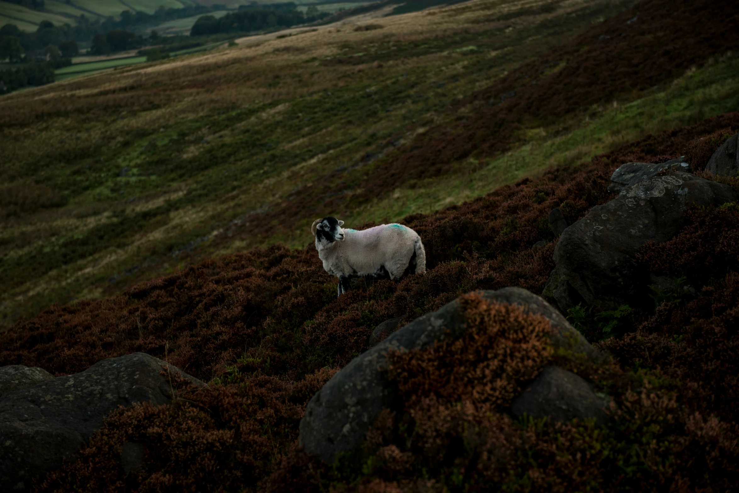 a sheep is standing in a grassy field