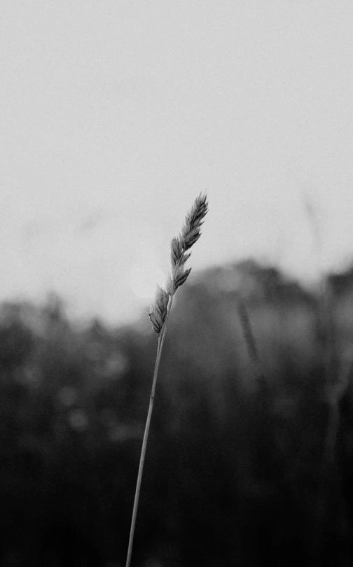 a black and white pograph of a single plant