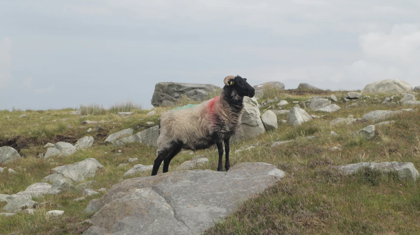 a lamb standing on some rocks and grass