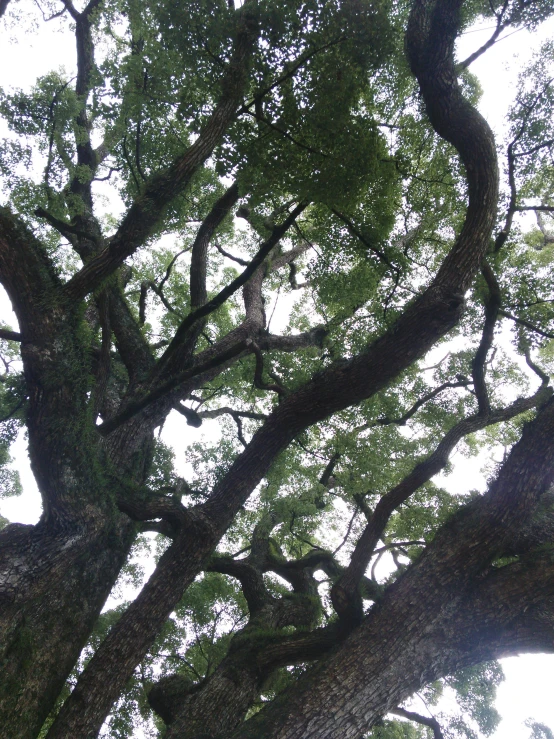 an aerial view looking up at a tree