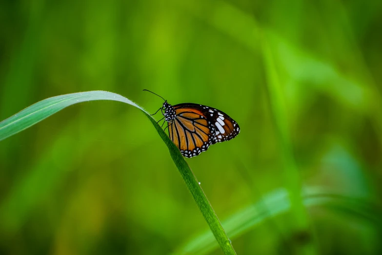 a monarch erfly on a blade of grass