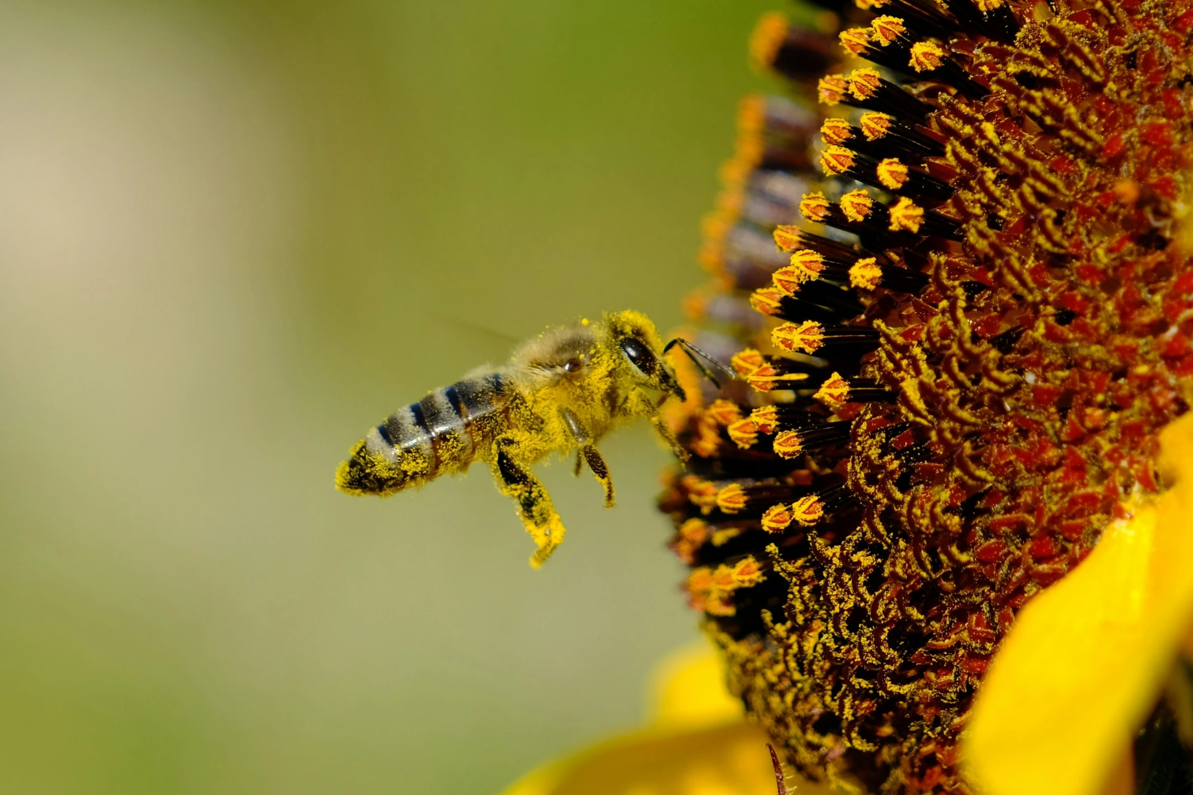 a bee on top of a flower getting ready to fly