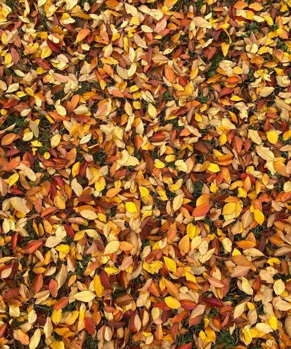 a bed of leaves lying on the ground
