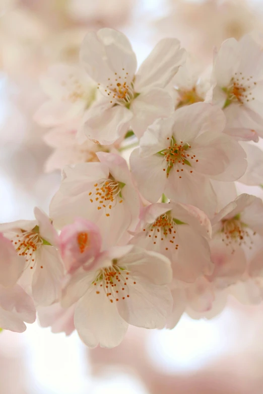 some white and pink blossoms bloom on trees