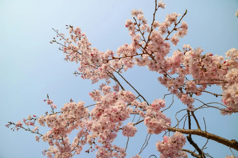 nches of pink flowers with blue sky in background