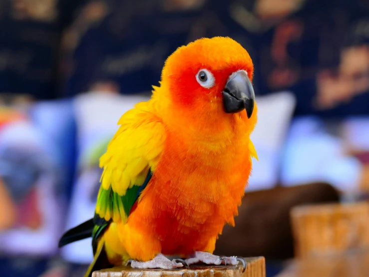 a bright orange and yellow bird is perched on the wooden perch