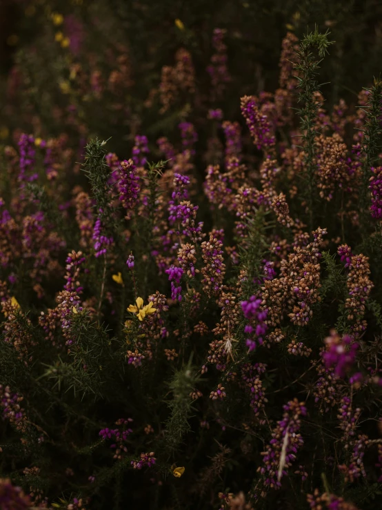 a large field full of purple flowers with one bird standing on the top