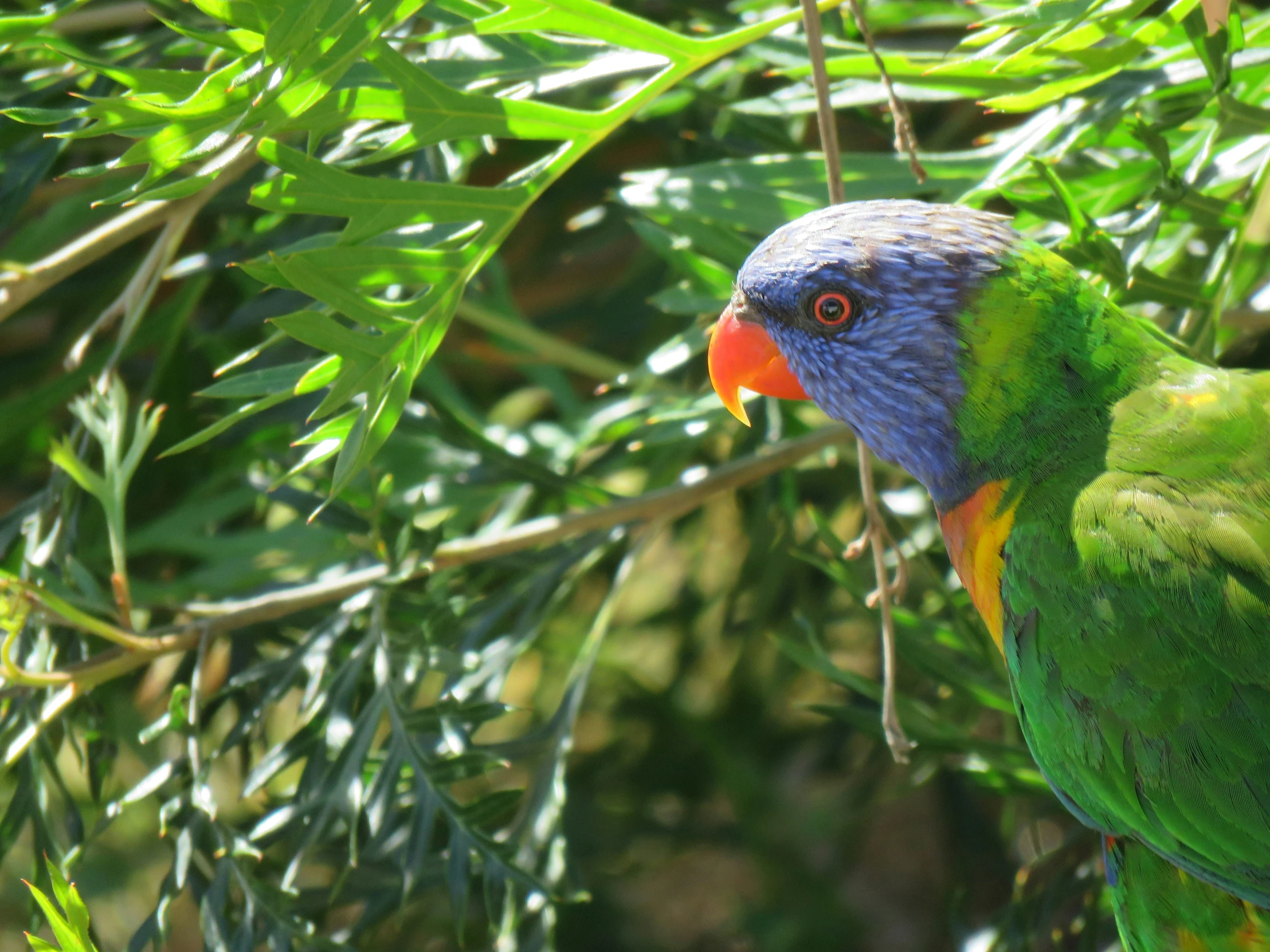 a colorful bird perched on top of a green tree