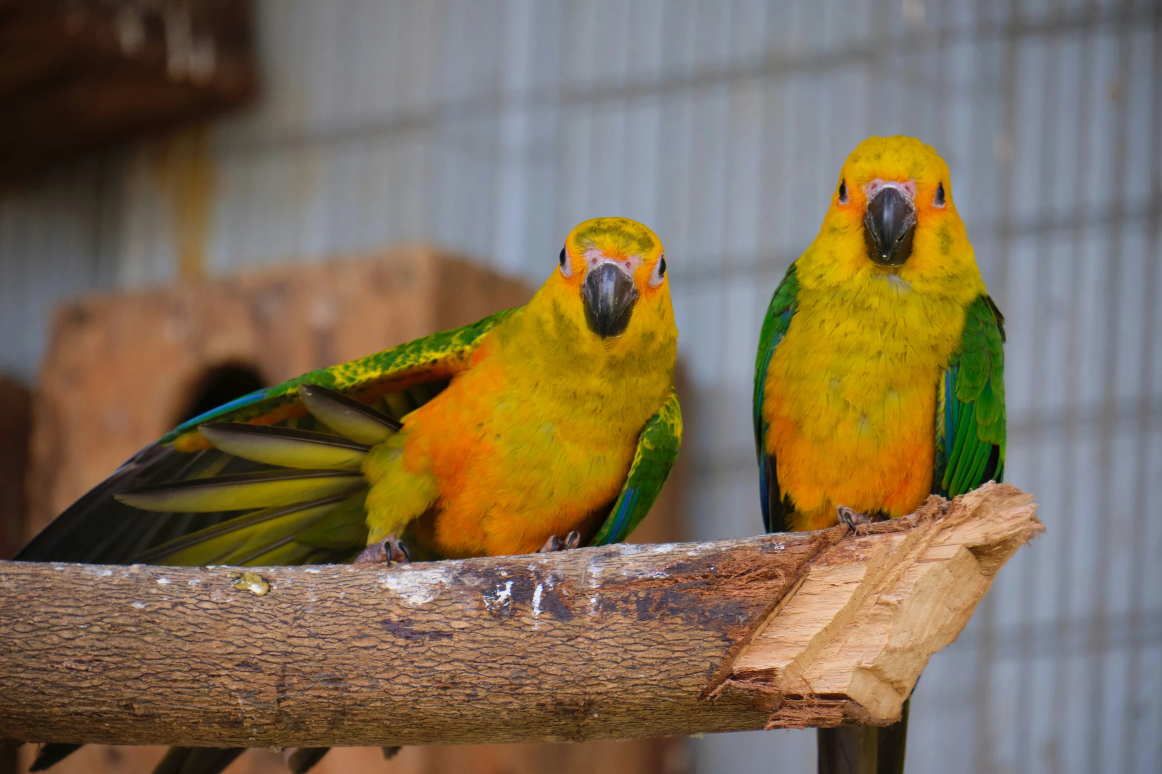 a close up of two birds on a nch