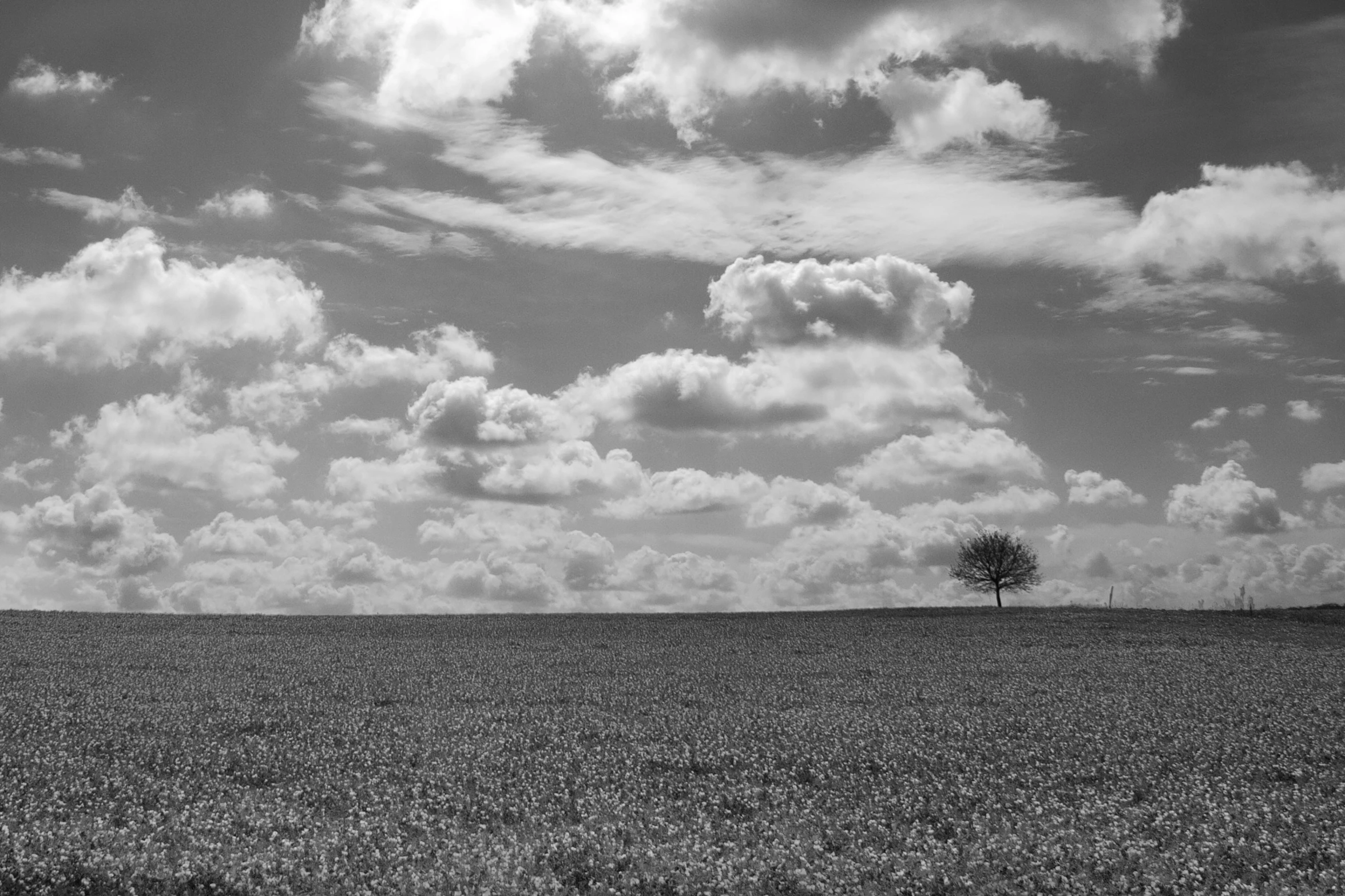 an empty field under some clouds with a single tree