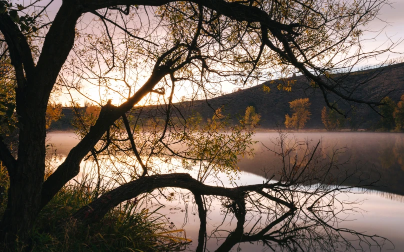 a lake surrounded by forest and a tree trunk