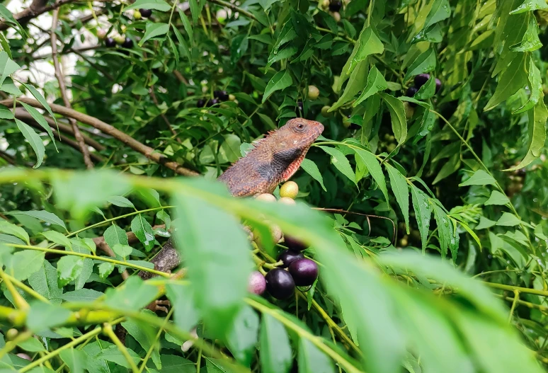 a small lizard crawling up on a nch of some sort