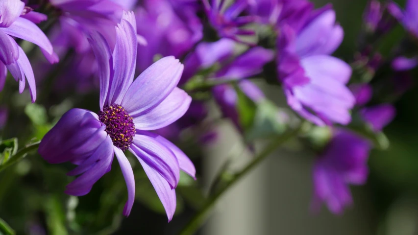 a close up of some purple flowers growing in the plant