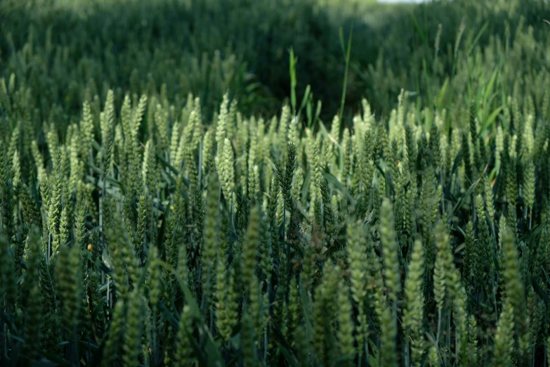 several rows of wheat in an open field