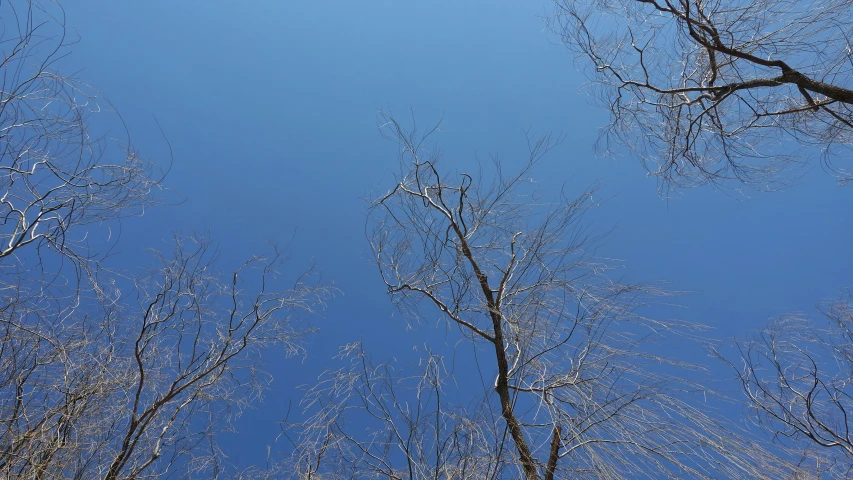 a blue sky seen between some thin tree nches