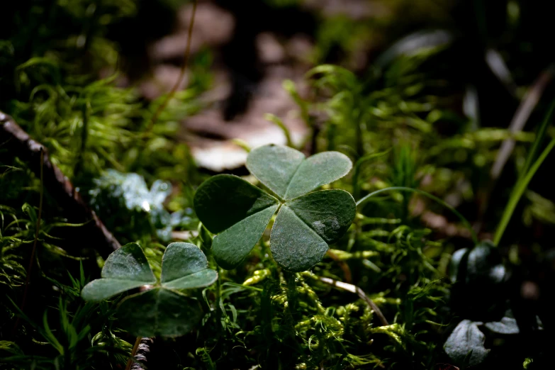 a group of clovers sitting in a lush green field