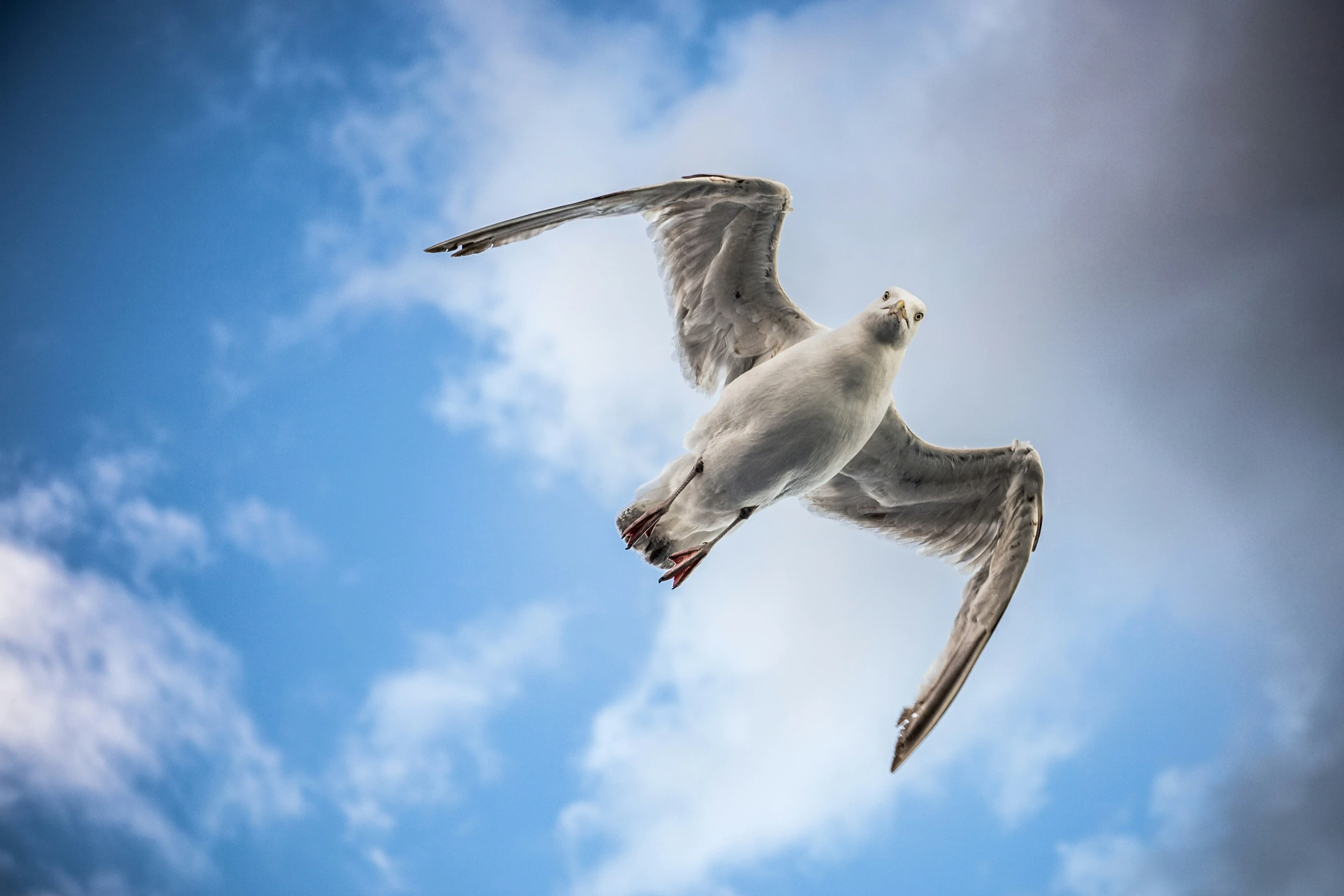 a bird flying high up in the air