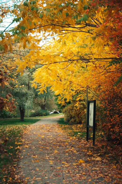a trail winds through an area that has fallen leaves and has yellow trees